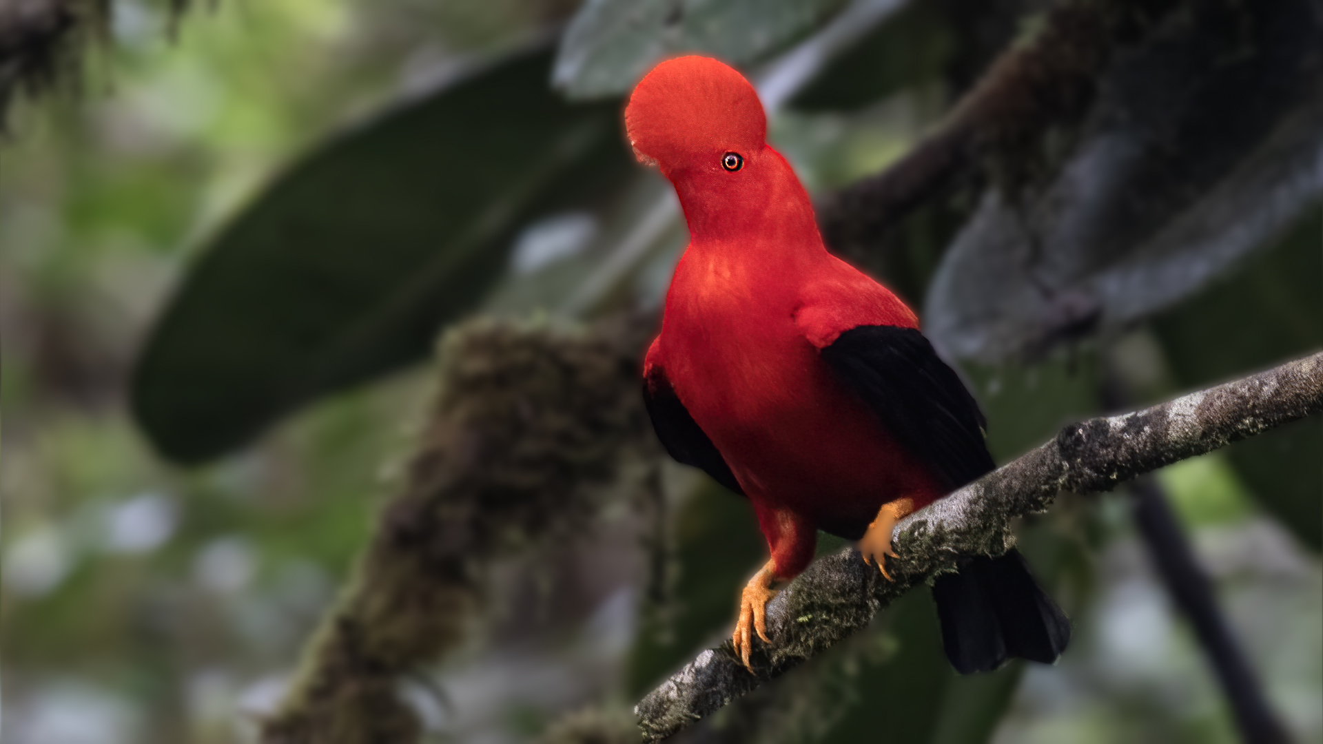 Andean Cock-of-the-rock